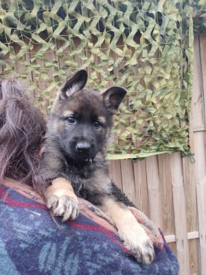 Les chiots de Berger Allemand