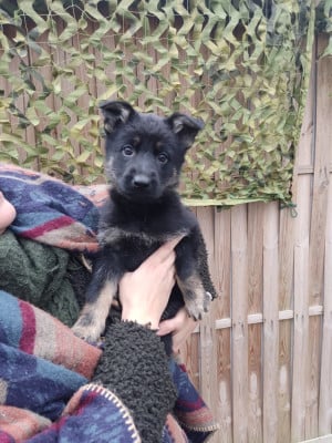 Les chiots de Berger Allemand