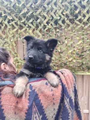 Les chiots de Berger Allemand