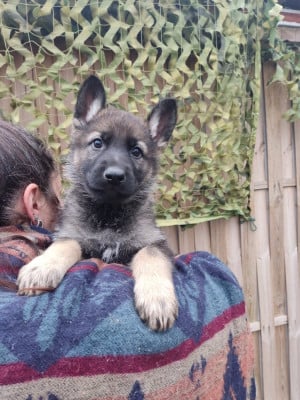 Les chiots de Berger Allemand