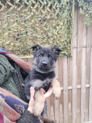 Les chiots de Berger Allemand