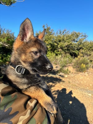 Les chiots de Berger Allemand