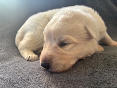Les chiots de Berger Blanc Suisse