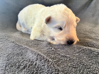 Les chiots de Berger Blanc Suisse