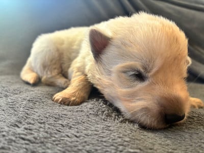 Les chiots de Berger Blanc Suisse