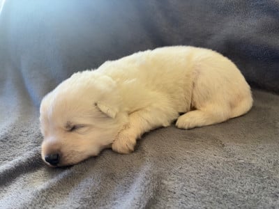 Les chiots de Berger Blanc Suisse