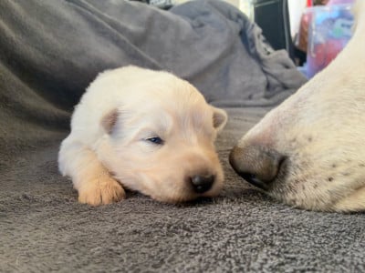 Les chiots de Berger Blanc Suisse