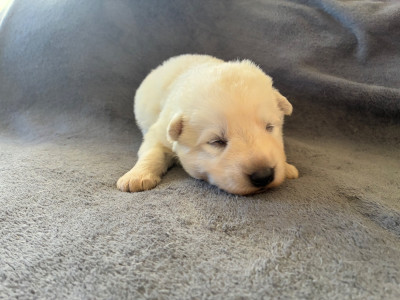 Les chiots de Berger Blanc Suisse