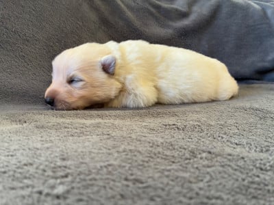Les chiots de Berger Blanc Suisse