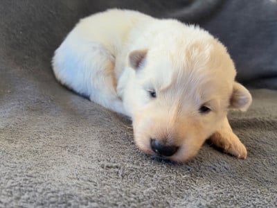 Les chiots de Berger Blanc Suisse