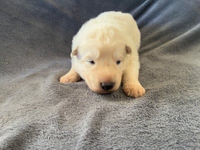 Les chiots de Berger Blanc Suisse