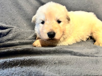 Les chiots de Berger Blanc Suisse