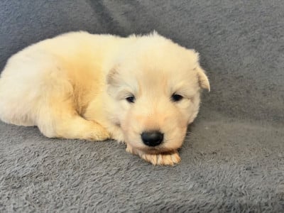 Les chiots de Berger Blanc Suisse