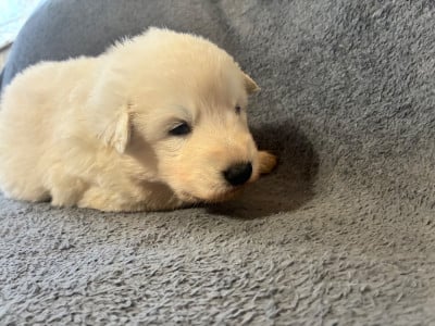 Les chiots de Berger Blanc Suisse