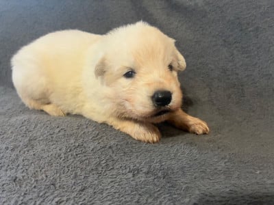 Les chiots de Berger Blanc Suisse