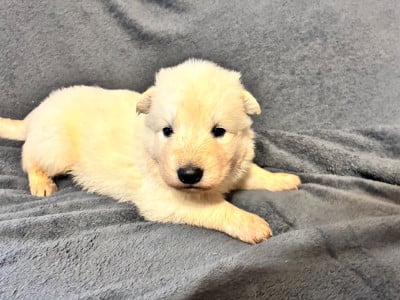 Les chiots de Berger Blanc Suisse