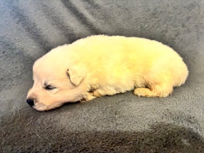 Les chiots de Berger Blanc Suisse