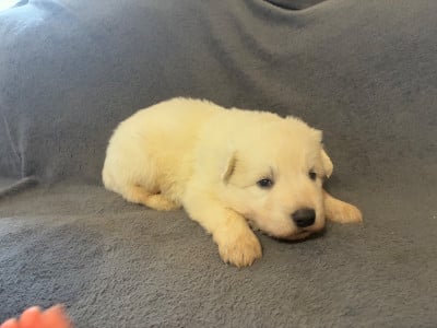 Les chiots de Berger Blanc Suisse