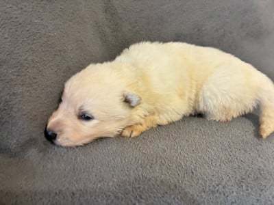 Les chiots de Berger Blanc Suisse