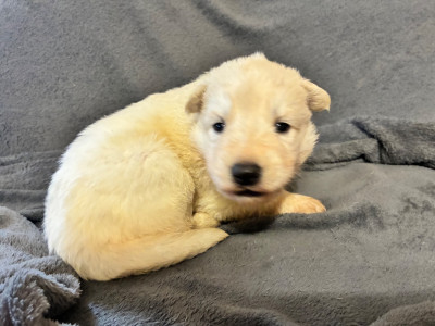 Les chiots de Berger Blanc Suisse
