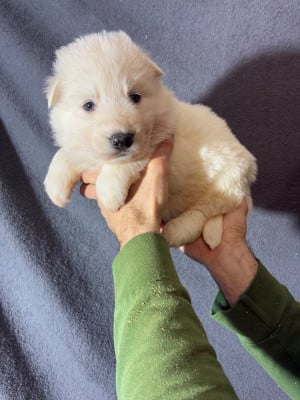 Les chiots de Berger Blanc Suisse