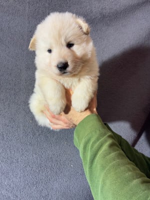Les chiots de Berger Blanc Suisse