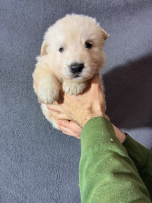 Les chiots de Berger Blanc Suisse
