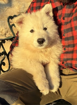 Les chiots de Berger Blanc Suisse