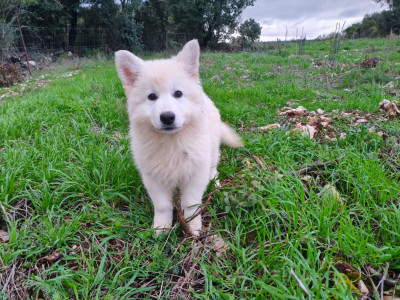 Les chiots de Berger Blanc Suisse