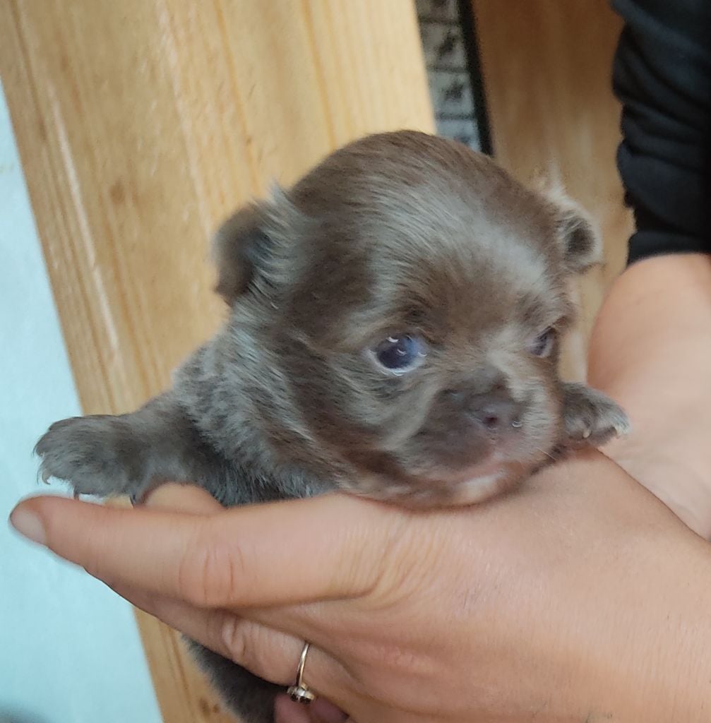 CHIOT 1