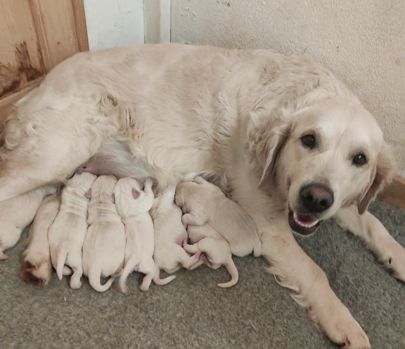 Chiot N°2 - Golden Retriever