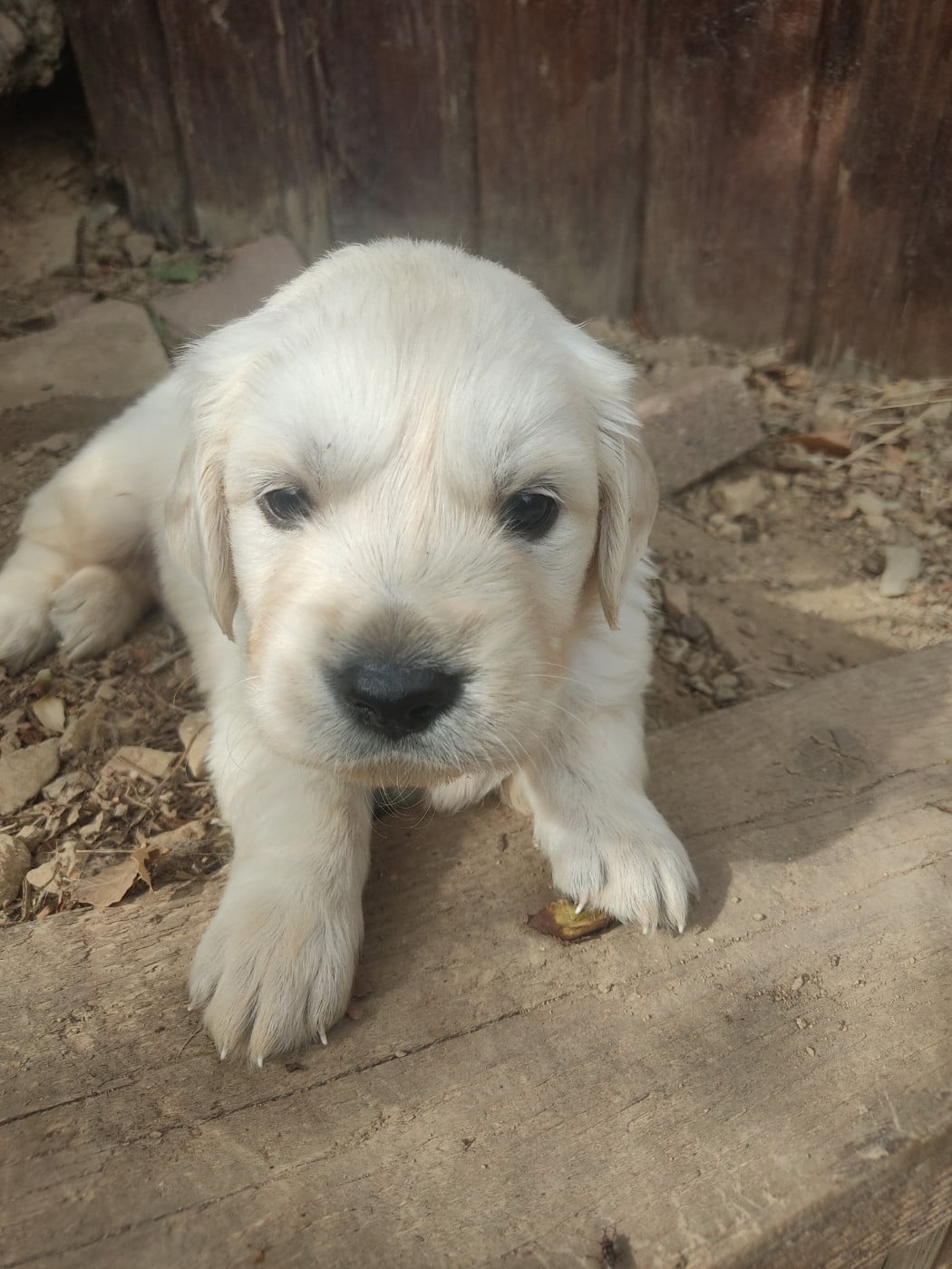 COLLIER VIOLET - Golden Retriever