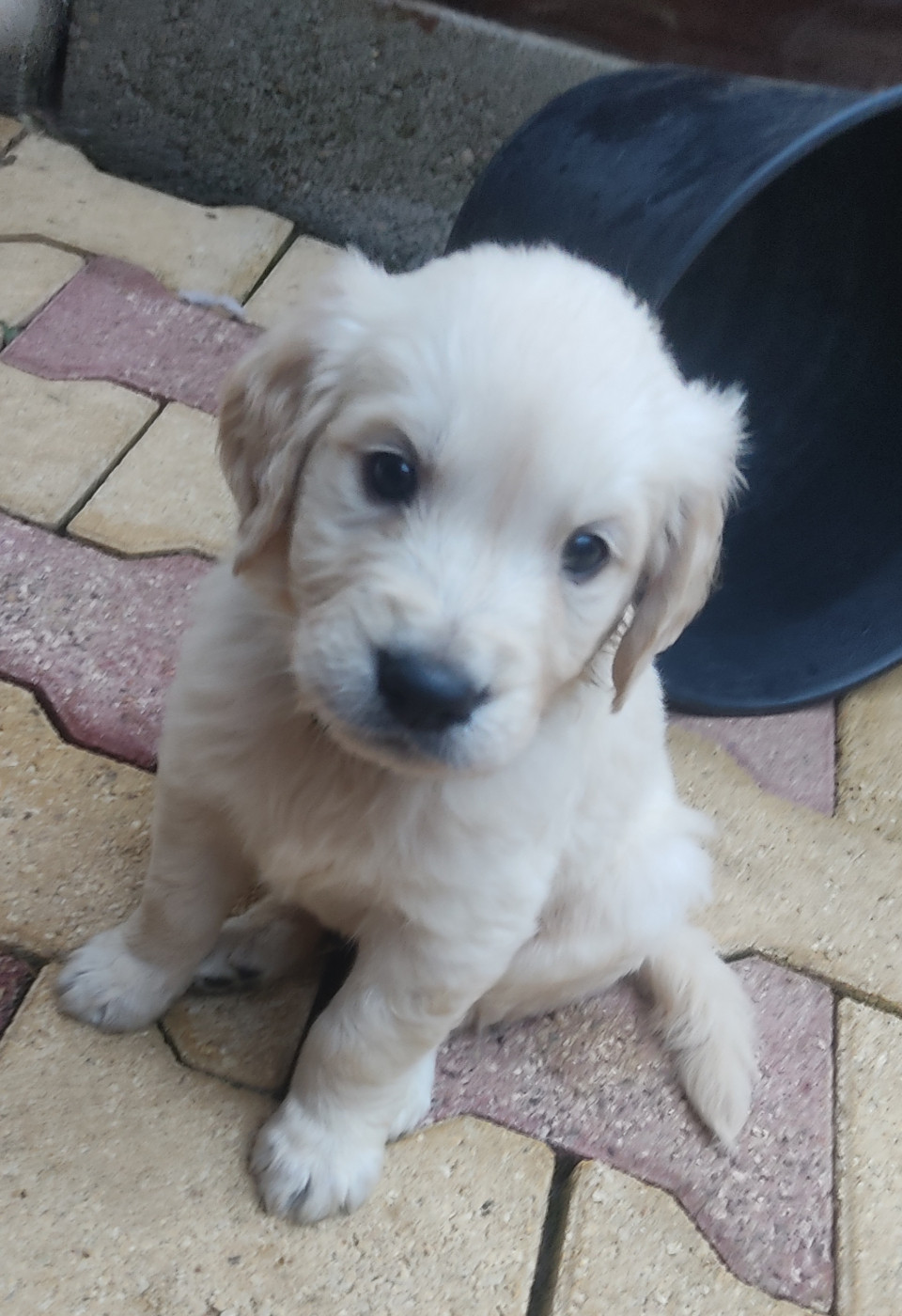 Chiot COLLIER BLEU CIELN°1