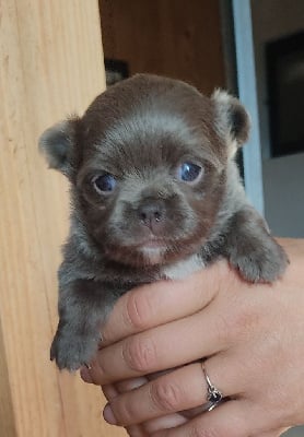 Les chiots de Chihuahua