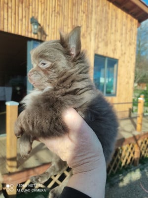 Les chiots de Chihuahua