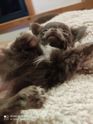 Les chiots de Chihuahua