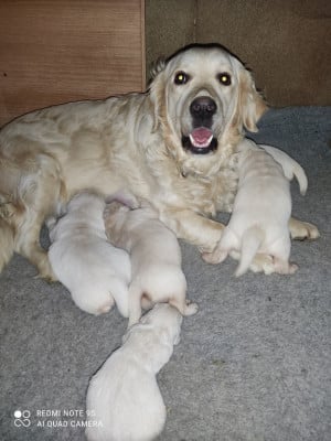 Les chiots de Golden Retriever