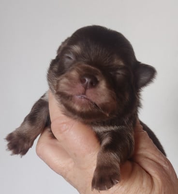 CHIOT 2 - Chihuahua