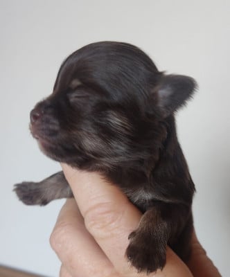 CHIOT 3 - Chihuahua