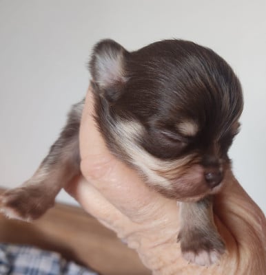 CHIOT 4 - Chihuahua