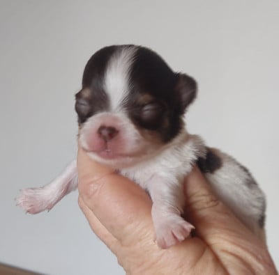 CHIOT 5 - Chihuahua