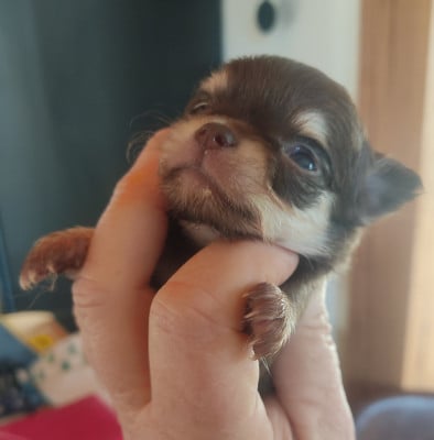 Les chiots de Chihuahua