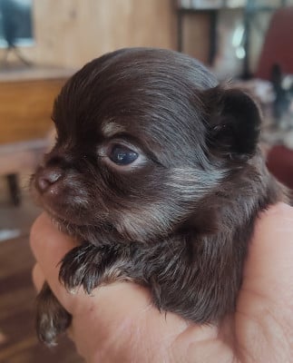 Les chiots de Chihuahua