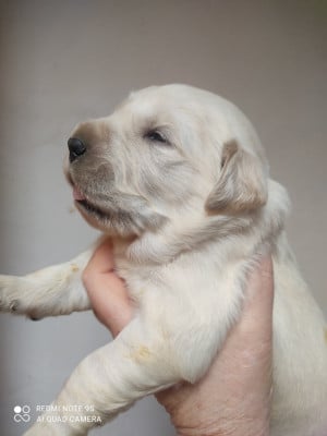 Les chiots de Golden Retriever