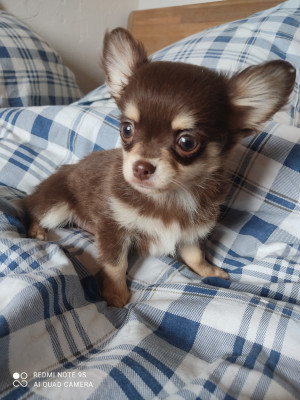 Les chiots de Chihuahua