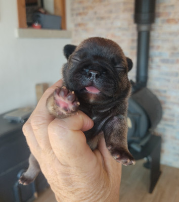 Les chiots de Bouledogue français
