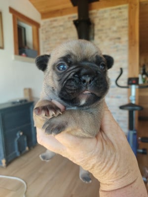 Bouledogue français