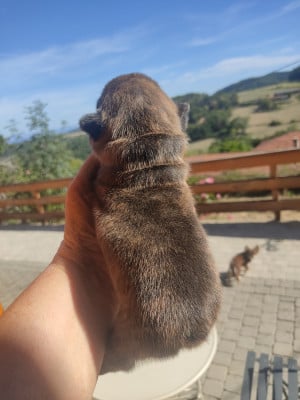Les chiots de Bouledogue français