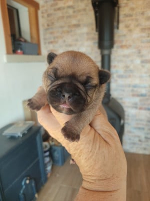 Chiot N°4 - Bouledogue français