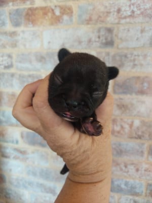 Chiot N°2 - Bouledogue français